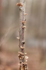 comp_1DS_0096.jpg comp_1DS_0096.jpg