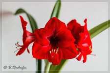 GroßAmariliss kleinIMG_0471-2.jpg