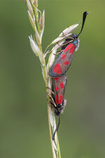 Beilfleck-Widderchen (Zygaena loti).jpg