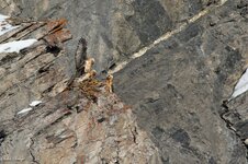 comp_DSC_1627.jpg