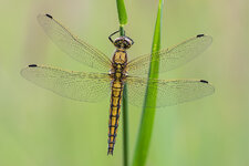 Großer Blaupfeil (Orthetrum cancellatum)2.jpg