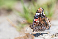 (Vanessa atalanta).jpg