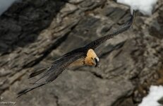 comp_DSC_1616.jpg