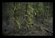 Waldansichten_7.jpg Waldansichten_7.jpg