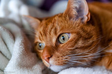 Kater-1.geaendert.geaendert.jpg