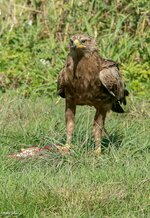 comp_DSC_3380.jpg