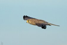 comp_DSC_0553.jpg