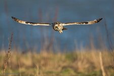 comp_2Y3A0786-2.jpg