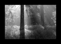 Waldansichten_5.jpg Waldansichten_5.jpg