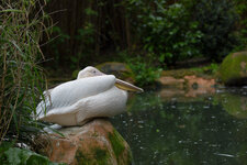 Pelika freihand.jpg Pelika freihand.jpg