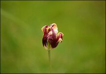 DSC_0031a.jpg
