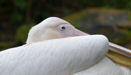 Pelika freihand 100%.jpg Pelika freihand 100%.jpg