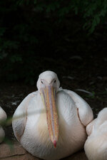 Pelikan Stativ.jpg Pelikan Stativ.jpg