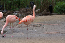 Pelikan Stativ 2.jpg Pelikan Stativ 2.jpg