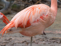 Pelikan Stativ 2 100%.jpg Pelikan Stativ 2 100%.jpg