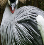 Pfau 80%.jpg Pfau 80%.jpg