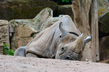 Nashorn.jpg Nashorn.jpg