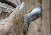 Nashorn 100%.jpg Nashorn 100%.jpg