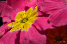 1-DSC_0051.JPG