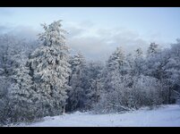 Winterwald1.jpg