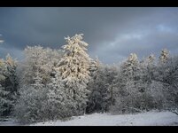 Winterwald2.jpg