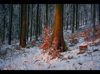 Winterwald3.jpg