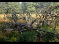 Waldansichten.6.jpg Waldansichten.6.jpg