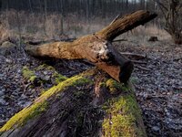 Mönchbruch_IMG_6061_DxO_jiw.jpg Mönchbruch_IMG_6061_DxO_jiw.jpg