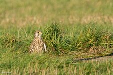 comp_DSC_0643.jpg