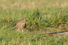 comp_DSC_0648.jpg