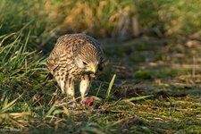 comp_DSC_0680.jpg