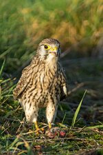 comp_DSC_0689.jpg