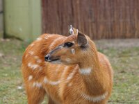 sitatunga.jpg