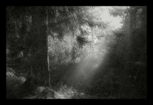 Waldansichten_6.jpg Waldansichten_6.jpg