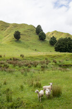 Neuseeland_20160103_0441.jpg