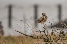 A27O2458-1.jpg