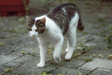 Katze - Walk 01.jpg
