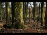 Vivitar 135-2,3.jpg
