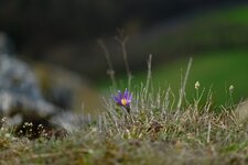DSCF6343.jpg