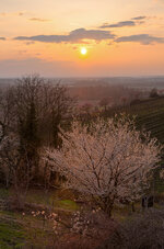 odw-sloe.jpg