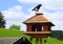 1-IMG_8555.JPG