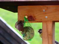 IMG_8688.JPG