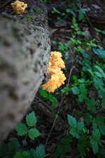 50_26062.jpg