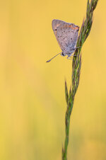 Kleiner Feuerfalter (Lycaena phlaeas)_Q22A8546.jpg