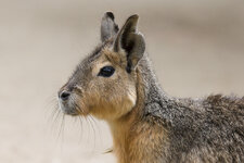 130512_Zoo_Rheine-2.jpg