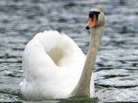 Schwan 01.jpg