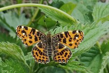 Z5118322 Landkärtchen Cr_A_S_n_.jpg