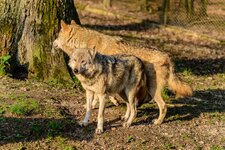 20130505-Tierpark_Sababurg-4608.jpg
