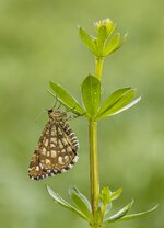 comp_mfIMG_0347_nb.jpg