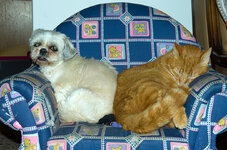 hund_und_katz.jpg